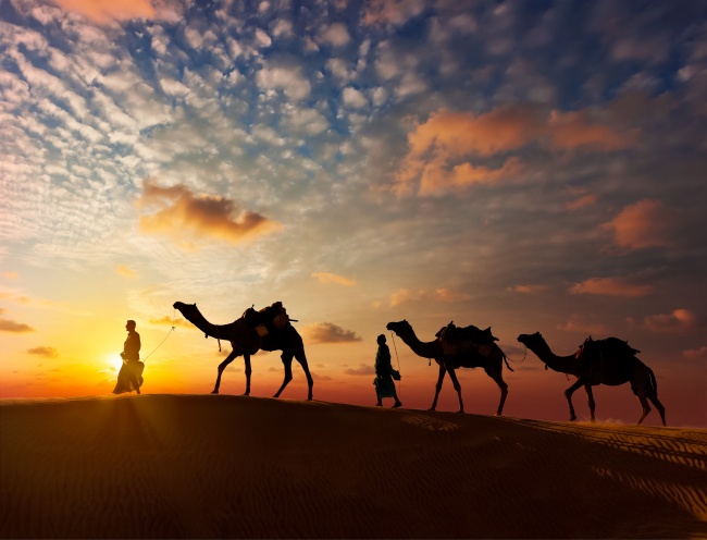 荒漠骆驼图片(点击浏览下一张趣图)