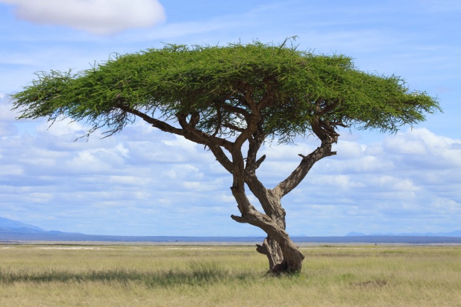 非洲大草原树木图片(点击浏览下一张趣图)