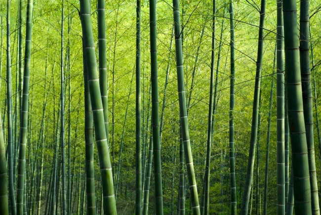 绿色竹林风景图片(点击浏览下一张趣图)