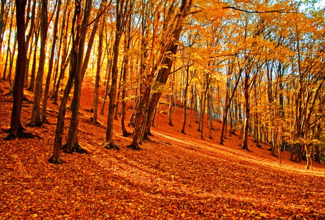 唯美秋天枫树林图片(点击浏览下一张趣图)