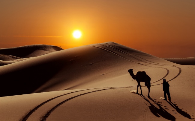 沙漠骆驼图片(点击浏览下一张趣图)