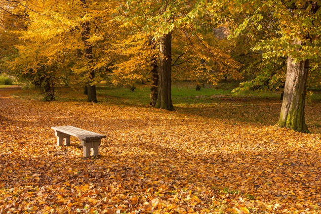 金色的秋天图片(点击浏览下一张趣图)