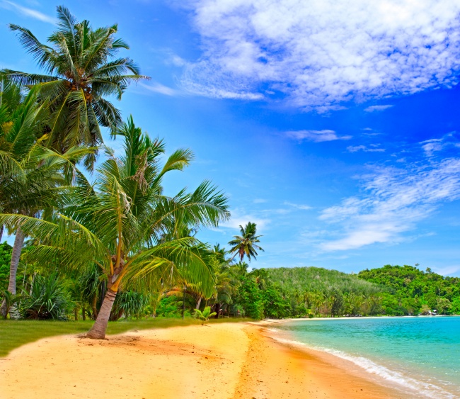 海边椰子树图片(点击浏览下一张趣图)
