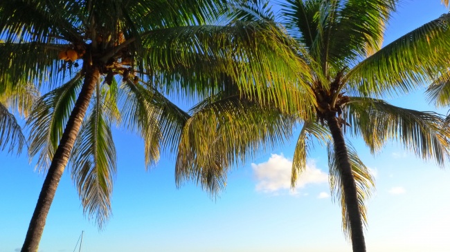 毛里求斯棕榈树图片(点击浏览下一张趣图)