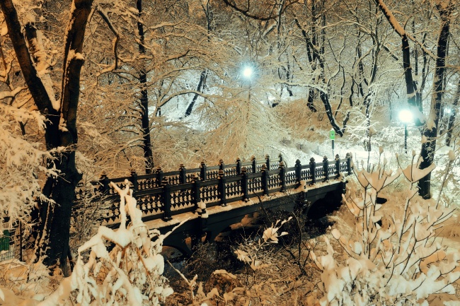 挂满积雪的树木夜景图片(点击浏览下一张趣图)