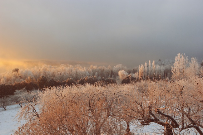 冬季结霜的树木图片(点击浏览下一张趣图)
