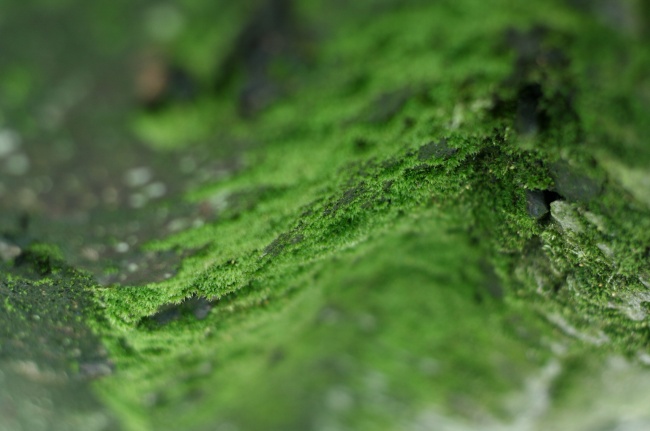 绿色苔藓图片(点击浏览下一张趣图)
