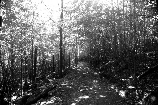 树林黑白图片(点击浏览下一张趣图)