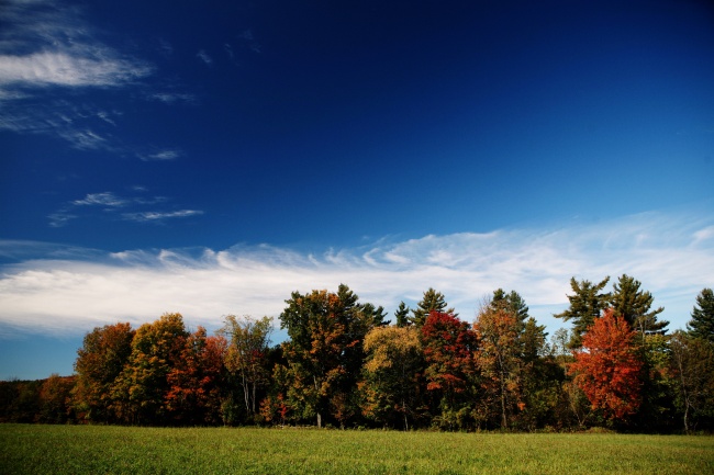 秋天蓝天树林草地图片(点击浏览下一张趣图)