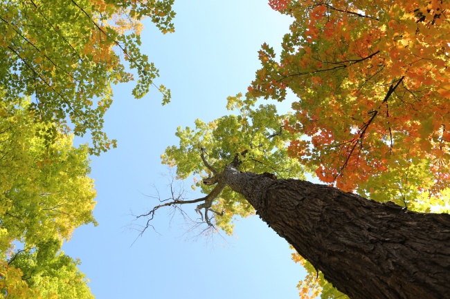 秋天树木高清图片(点击浏览下一张趣图)