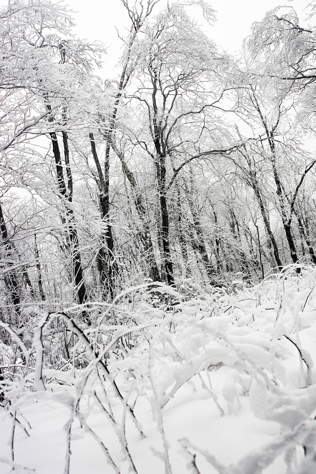 冬天树林图片(点击浏览下一张趣图)
