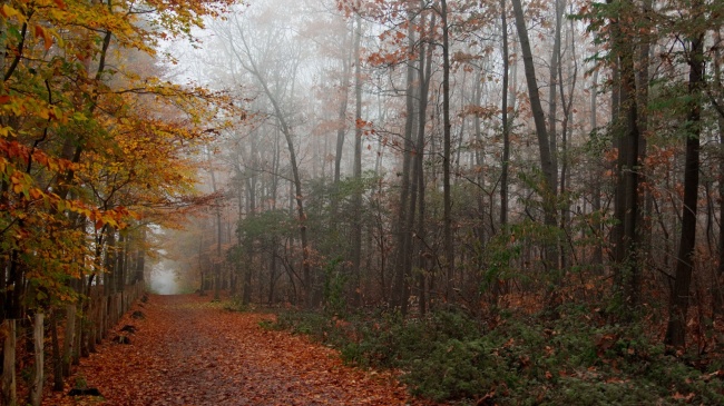 秋天树林雾霾图片(点击浏览下一张趣图)