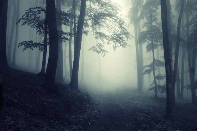 森林雾霾图片(点击浏览下一张趣图)