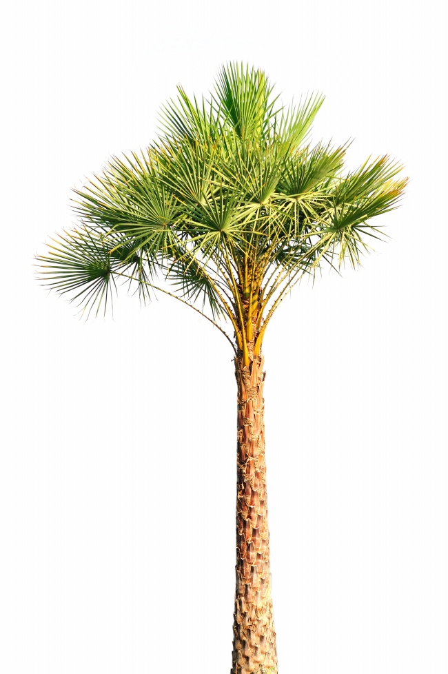亚热带棕榈树图片(点击浏览下一张趣图)
