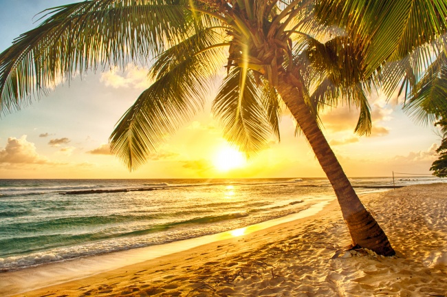 海边椰子树日出图片(点击浏览下一张趣图)
