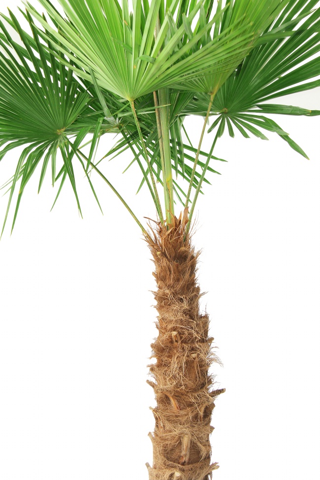 绿色棕榈树图片(点击浏览下一张趣图)