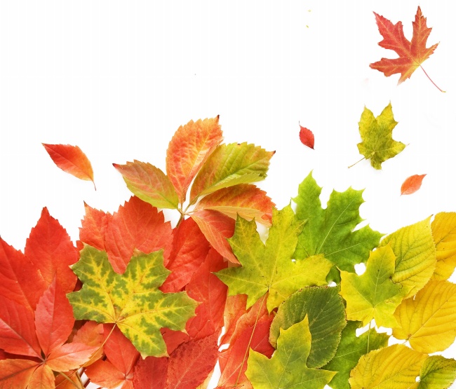 秋天红枫叶图片(点击浏览下一张趣图)