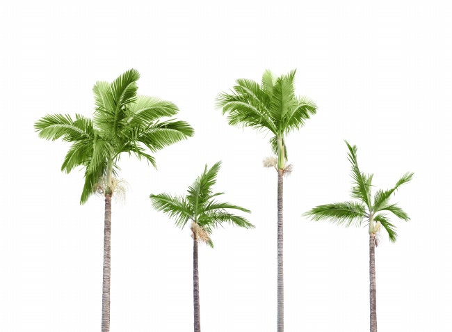 热带棕榈树图片(点击浏览下一张趣图)