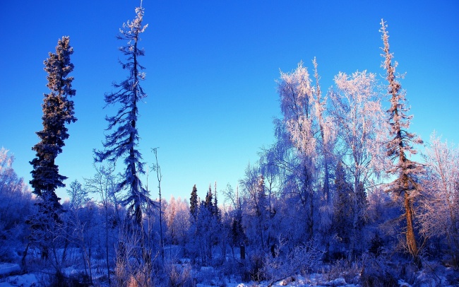冬季树林图片(点击浏览下一张趣图)