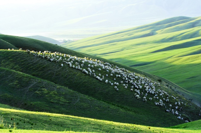 皇城草原牧羊图片(点击浏览下一张趣图)