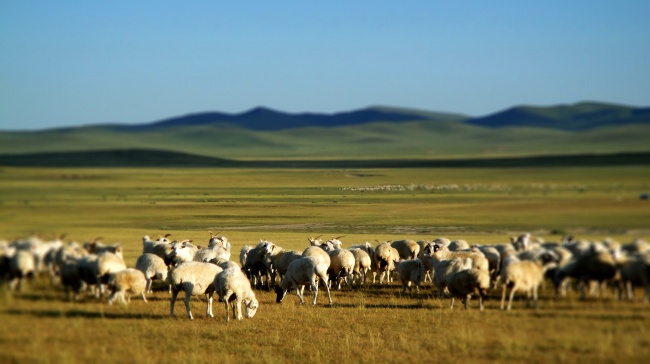 内蒙古草原羊群图片(点击浏览下一张趣图)