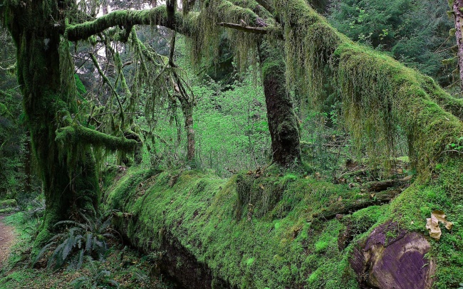 原始森林树木图片(点击浏览下一张趣图)