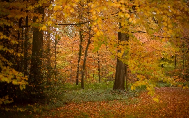 唯美秋季树林图片(点击浏览下一张趣图)