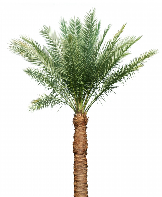 棕榈树图片(点击浏览下一张趣图)