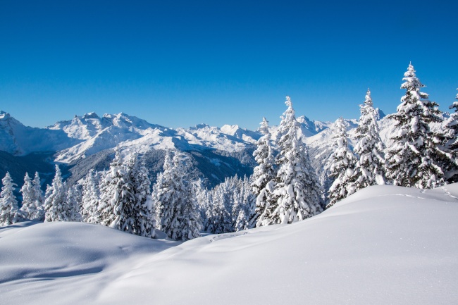 冬季雪松雪山雪景图片(点击浏览下一张趣图)
