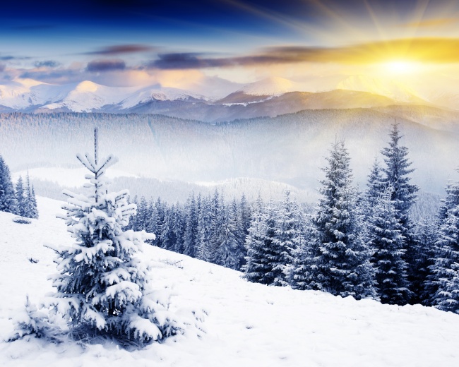 冬日暖阳雪松风景图片(点击浏览下一张趣图)