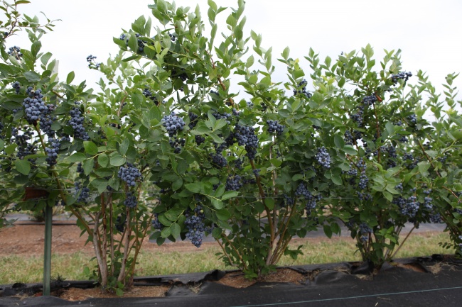 蓝莓树图片(点击浏览下一张趣图)