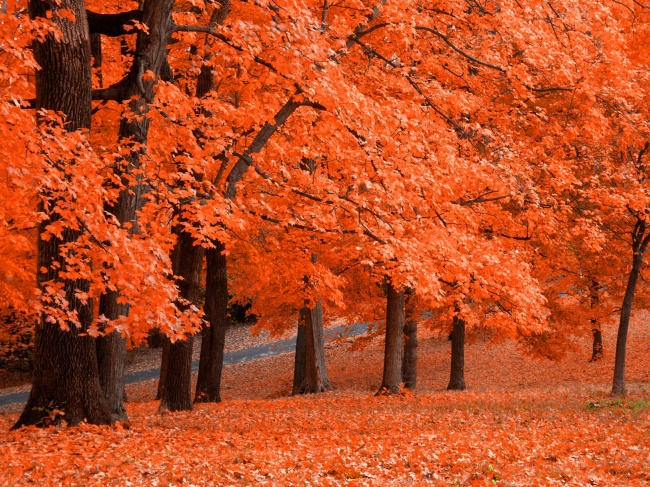 秋天红色枫叶林图片(点击浏览下一张趣图)