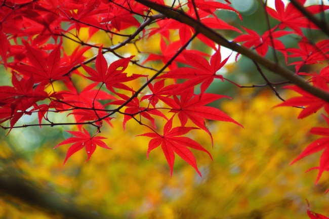 秋天枫叶高清图片(点击浏览下一张趣图)