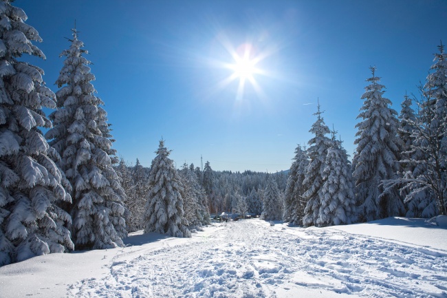 冬日阳光下的雪松图片(点击浏览下一张趣图)