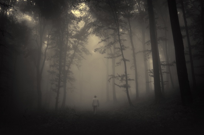 雾气朦胧的树林图片(点击浏览下一张趣图)