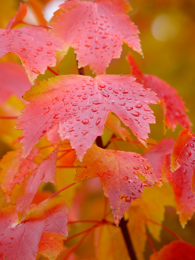 雨水打湿的枫叶图片(点击浏览下一张趣图)
