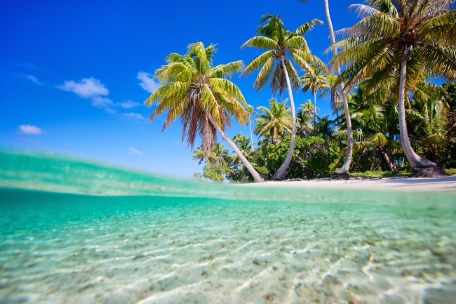 海边椰子树风景图片(点击浏览下一张趣图)