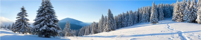 雪地雪松风景图片(点击浏览下一张趣图)
