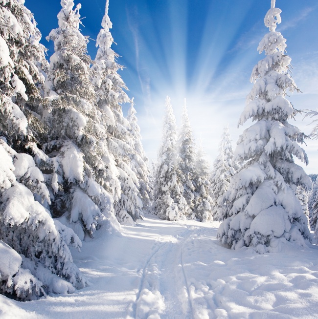 冬天雪地雪松阳光图片(点击浏览下一张趣图)