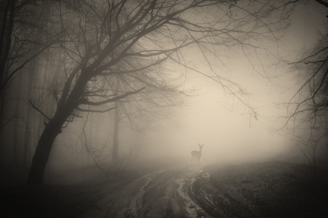 大雾树林风景图片(点击浏览下一张趣图)