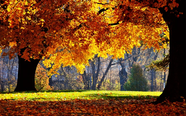 秋天的树林图片(点击浏览下一张趣图)