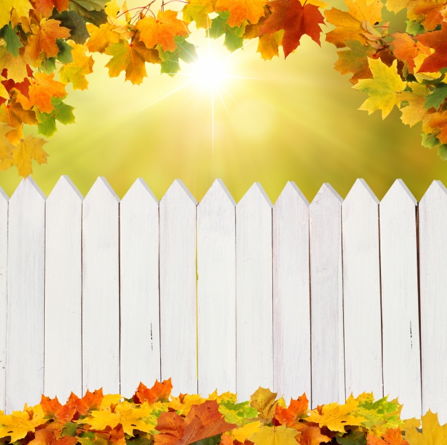秋天枫叶阳光白色栅栏图片(点击浏览下一张趣图)