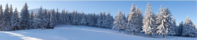 冬季雪松图片(点击浏览下一张趣图)