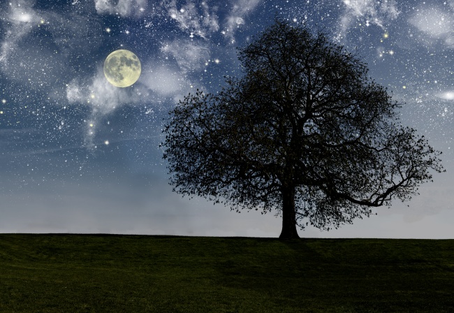 夜晚星空月亮大树草地图片(点击浏览下一张趣图)
