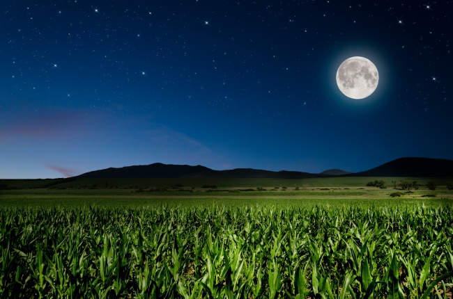 夜空圆月与玉米地作物图片(点击浏览下一张趣图)