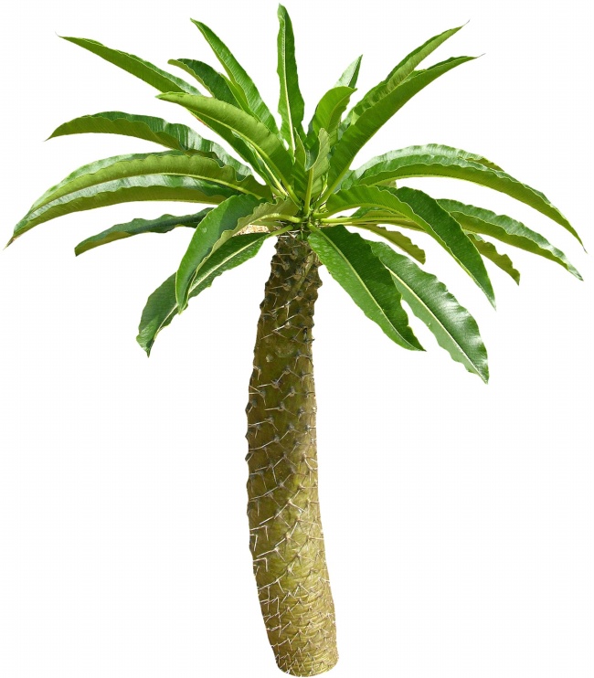 椰子树图片(点击浏览下一张趣图)