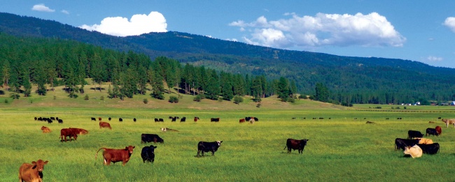 草原上的牛群图片(点击浏览下一张趣图)