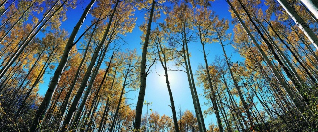 秋日原始森林风景图片(点击浏览下一张趣图)