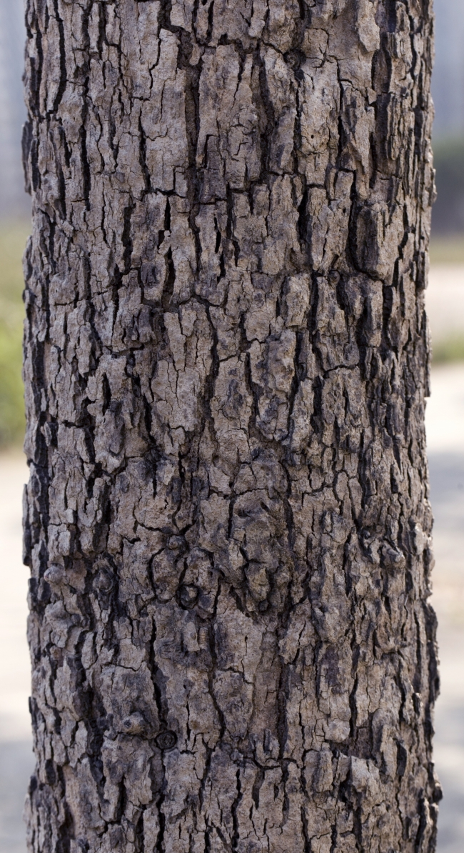 树皮树干图片(点击浏览下一张趣图)