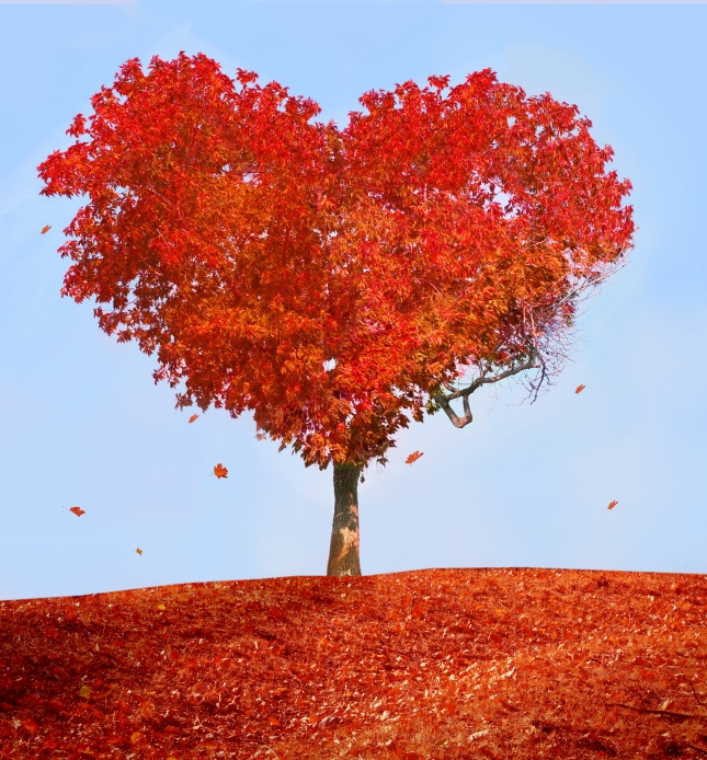 美丽自然红叶大树图片(点击浏览下一张趣图)
